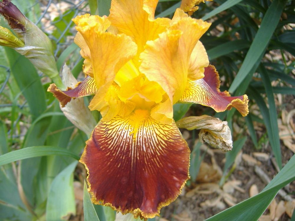 Photo of Tall Bearded Iris (Iris 'Michigan Pride') uploaded by tveguy3