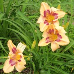 Location: My garden in Southeast Virginia
Date: 2014-06-09
Entire plant