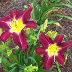 Location: My garden in northeast Texas
Date: 2014-06-10
First flowers open, new to us this year, how lovely they are.