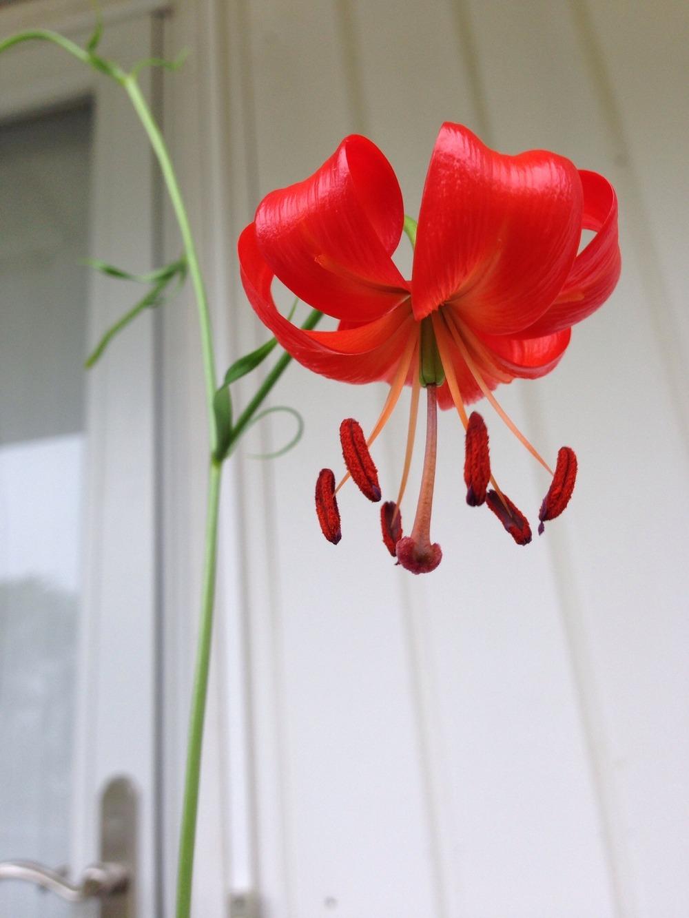 Photo of Coral Lily (Lilium pumilum) uploaded by Joebass
