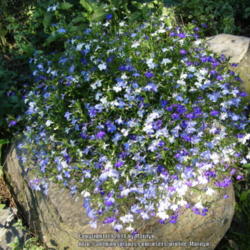 Location: At my brother and sister-in-law's house in Lebanon, OH
Date: 2014-05-31
Dark blue, light blue and white Lobelia colors in a blue containe