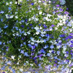 Location: At my brother and sister-in-law's house in Lebanon, OH
Date: 2014-05-31
Dark blue, light blue and white Lobelia colors in a blue containe