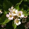 Marionberry blossoms