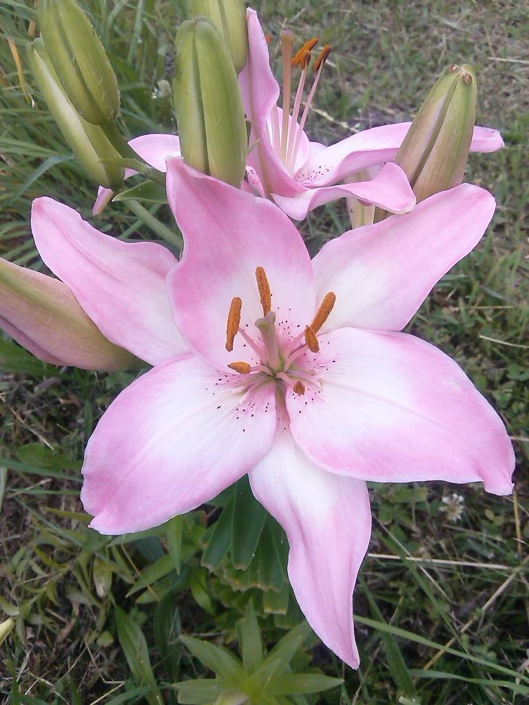 Photo of Lily (Lilium 'Tiny Todd') uploaded by cncgirl00