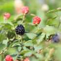 ATP Podcast #60: Growing Blackberries and Strawberries
