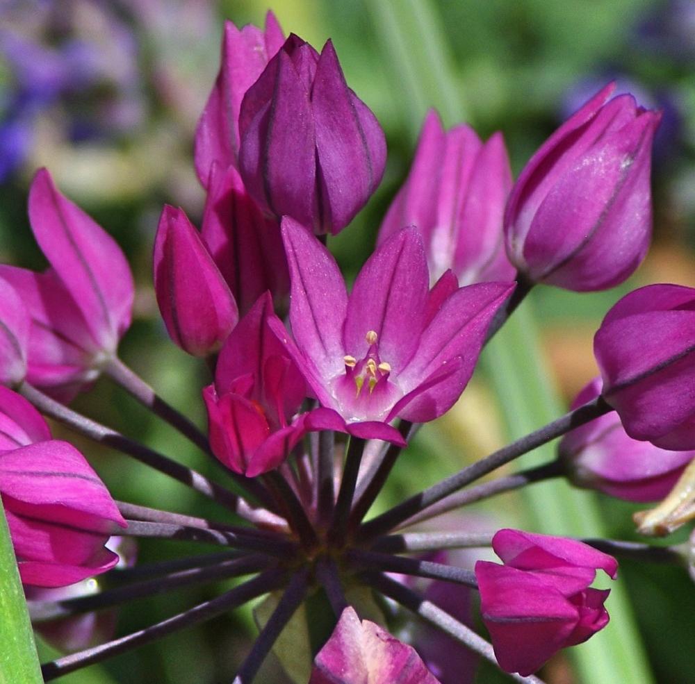 Photo of Pink Lily Leek (Allium oreophilum) uploaded by dirtdorphins