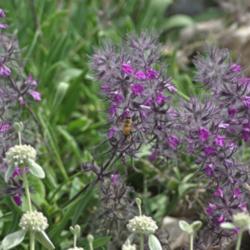 Location: My Garden, Utah
Date: 2014-05-28
bees love it