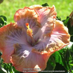 Location: Daytona Beach, Florida
Date: 2014-06-10 
I love the variable bloom colors on this Hibiscus.