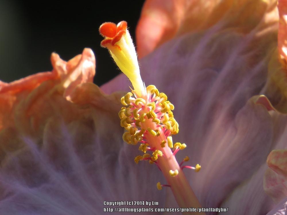 Photo of Tropical Hibiscus (Hibiscus rosa-sinensis 'Creole Lady') uploaded by plantladylin