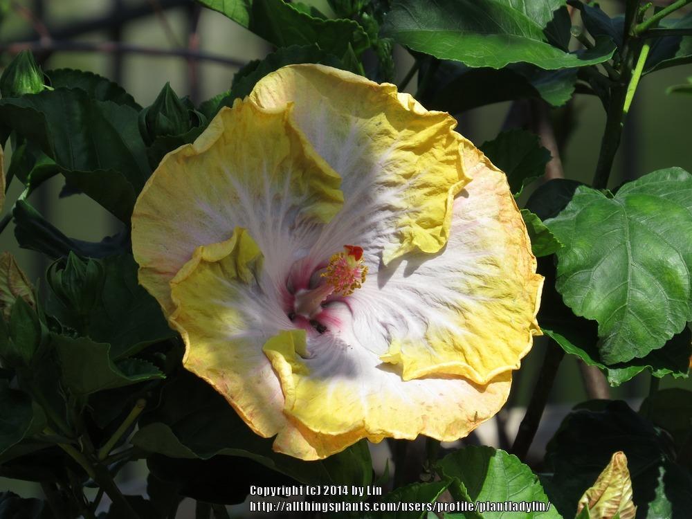 Photo of Tropical Hibiscus (Hibiscus rosa-sinensis 'Creole Lady') uploaded by plantladylin