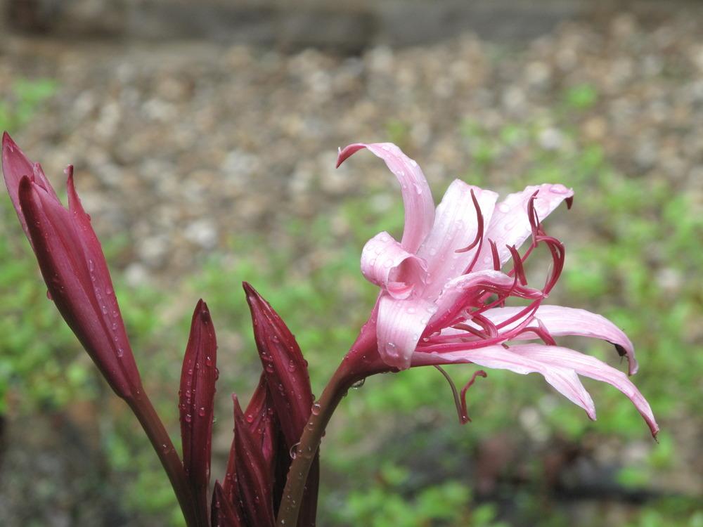 Photo of Crinum Lily (Crinum 'Sangria') uploaded by rocklady