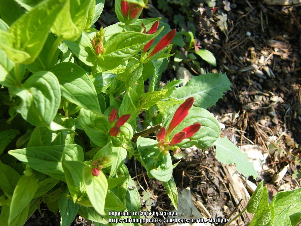Photo of Indian Pink (Spigelia marilandica) uploaded by Marilyn