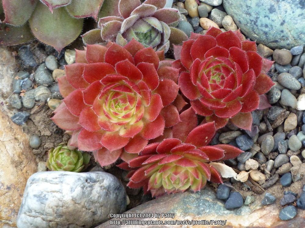 Photo of Hen and Chicks (Sempervivum 'Pacific Hep') uploaded by Patty