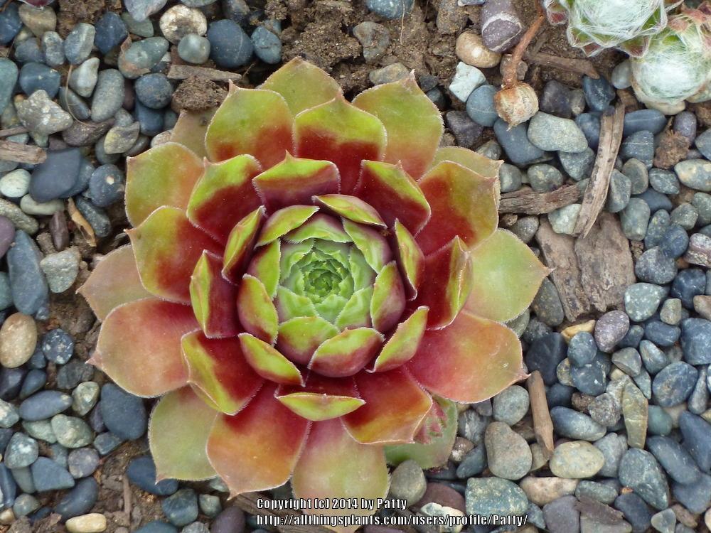 Photo of Hen and Chicks (Sempervivum 'Ruby') uploaded by Patty