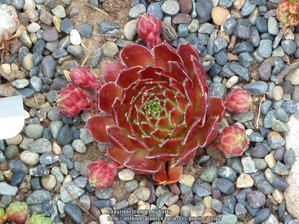 Photo of Hen and Chicks (Sempervivum 'Pacific Opal') uploaded by Patty