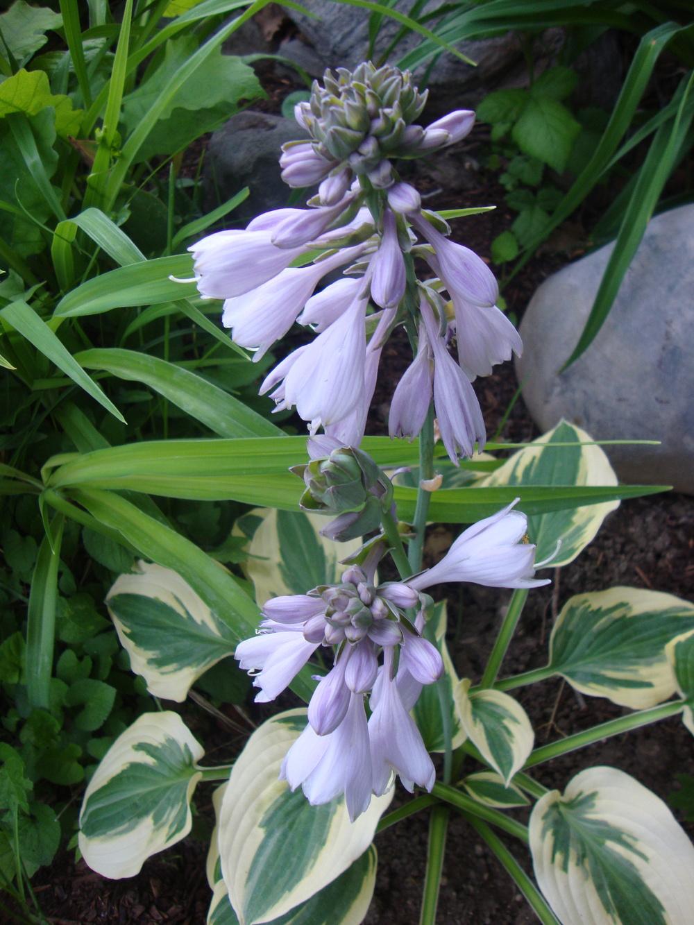 Photo of Hosta 'First Frost' uploaded by Paul2032