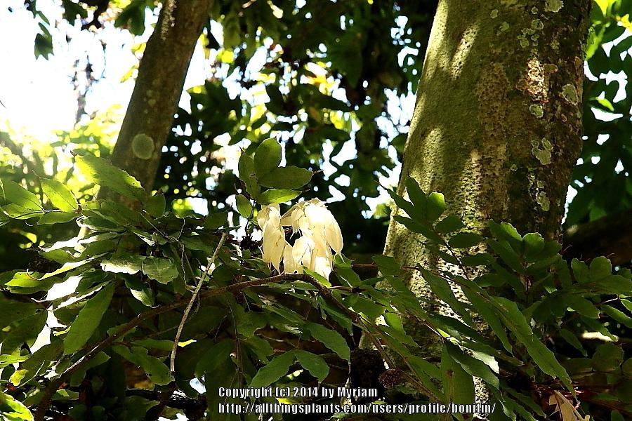 Photo of Rose of Venezuela (Brownea grandiceps) uploaded by bonitin
