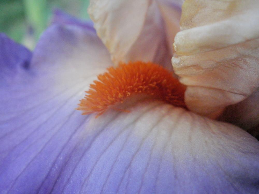 Photo of Tall Bearded Iris (Iris 'Kind Hearted') uploaded by bramedog