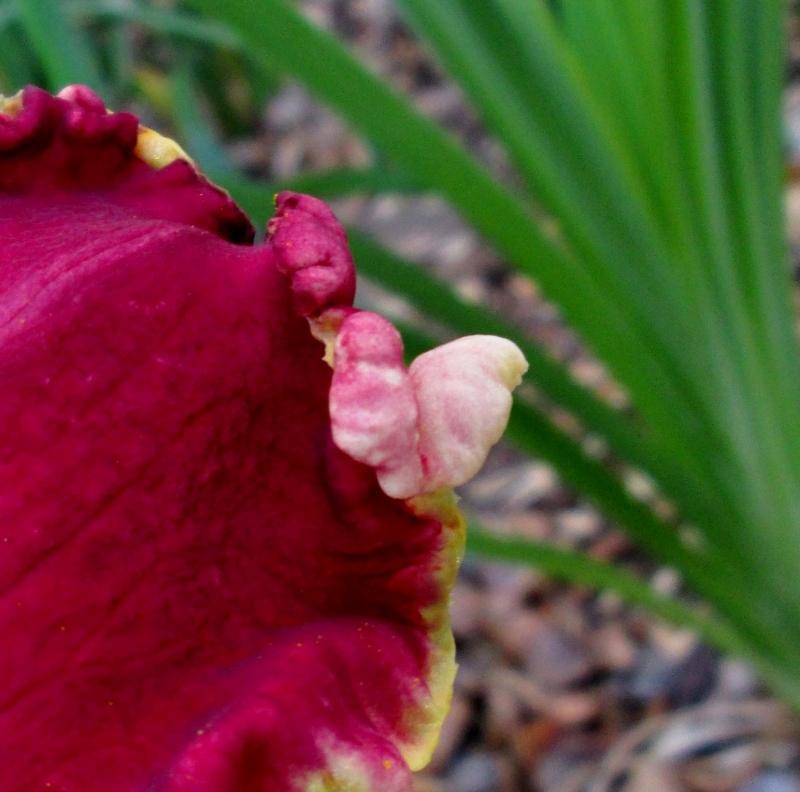 Photo of Daylily (Hemerocallis 'Cimarron Rose') uploaded by chalyse