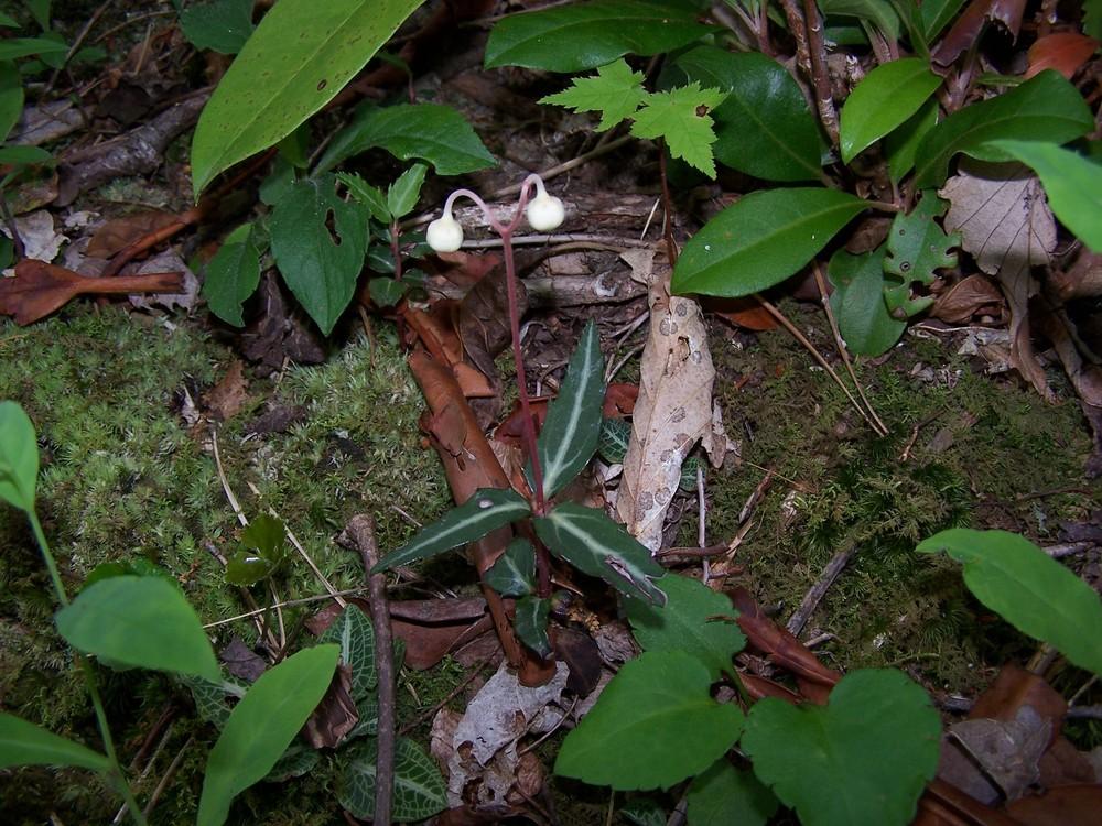 Photo of Spotted Wintergreen (Chimaphila maculata) uploaded by chickhill