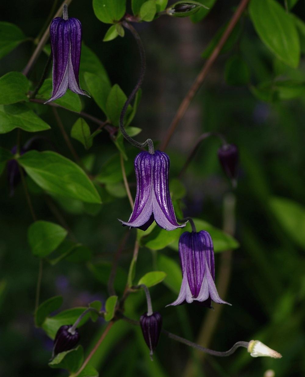 Photo of Clematis 'Roguchi' uploaded by dirtdorphins
