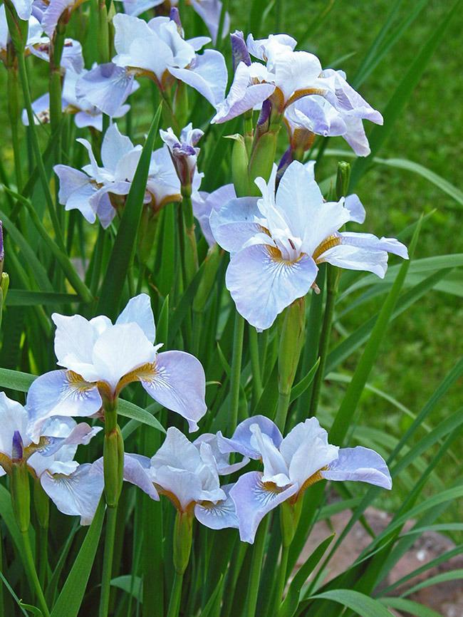Photo of Siberian Iris (Iris 'Pleasures of May') uploaded by eclayne