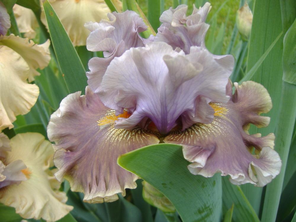 Photo of Tall Bearded Iris (Iris 'Ancient Secrets') uploaded by tveguy3