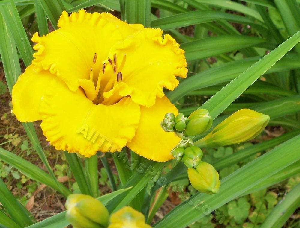 Photo of Daylily (Hemerocallis 'Gold Kissed') uploaded by virginiarose