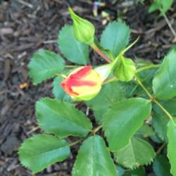 Location: Naperville, IL 
Date: 2014-06-02
Buds start off yellow/orange with red edges