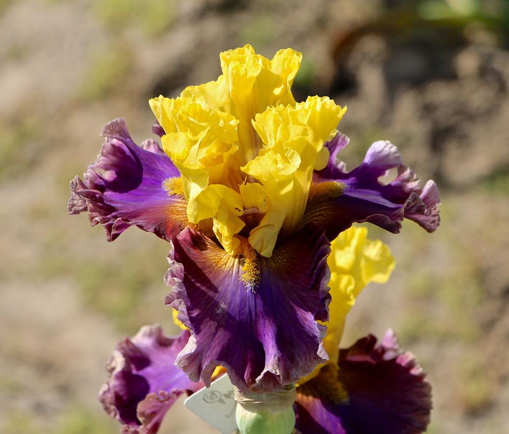 Photo of Tall Bearded Iris (Iris 'Devil's Duchess') uploaded by ARUBA1334
