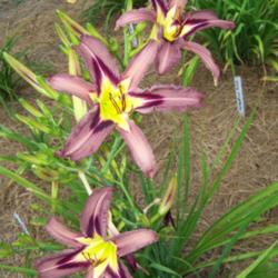 Location: My garden in northeast Texas
Date: 2014-06-12
Very different from any other daylily in our garden,  can't mista