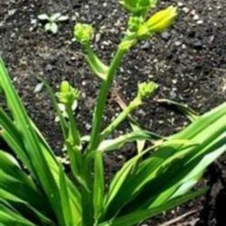 
http://www.dayliliesbythelakeaustralia.com/cultivars/images/awaba