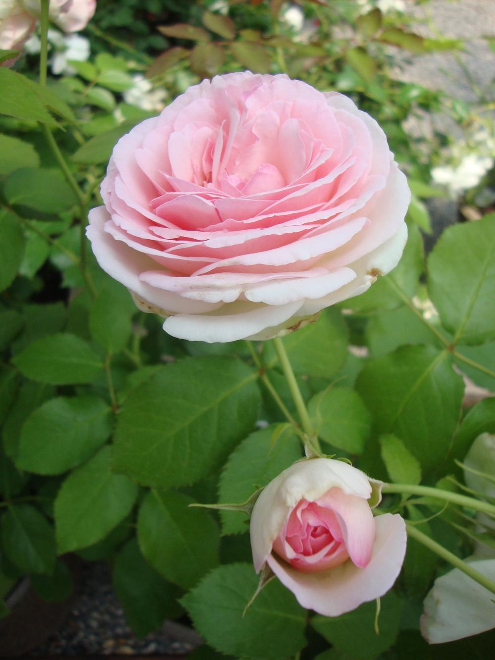 Photo of Rose (Rosa 'Pierre de Ronsard') uploaded by Paul2032