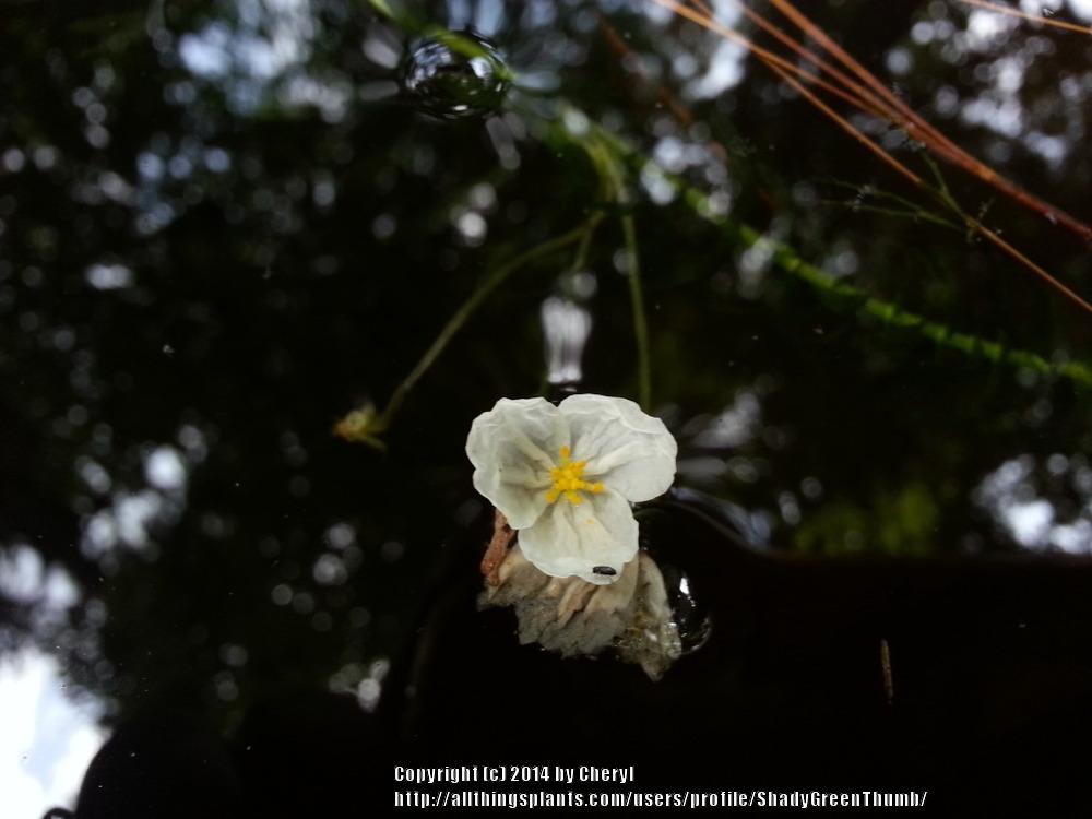 Photo of Anacharis (Egeria densa) uploaded by ShadyGreenThumb
