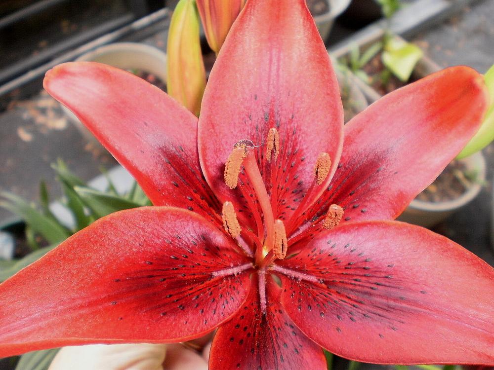 Photo of Lily (Lilium 'Black Out') uploaded by SongofJoy