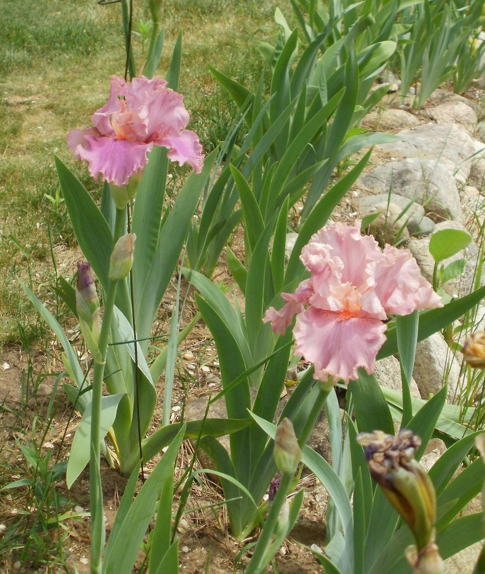 Photo of Tall Bearded Iris (Iris 'Okapi Poppy') uploaded by bramedog
