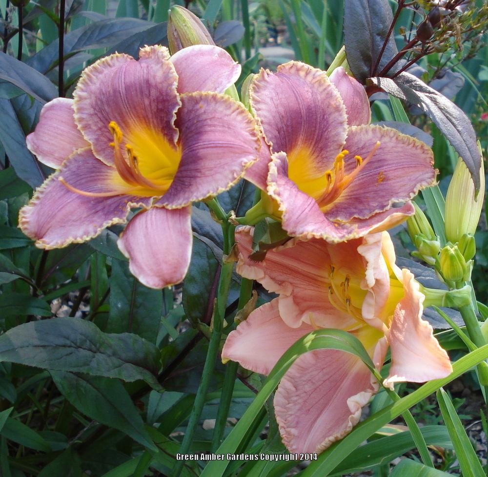 Photo of Daylilies (Hemerocallis) uploaded by lovemyhouse