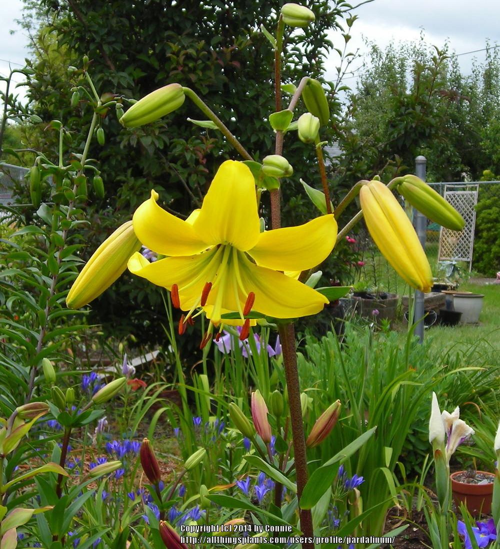 Photo of Lily (Lilium 'Pearl Melanie') uploaded by pardalinum