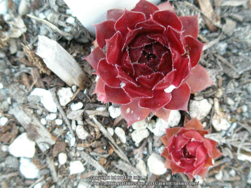 Photo of Hen and Chicks (Sempervivum 'Mercury') uploaded by springcolor