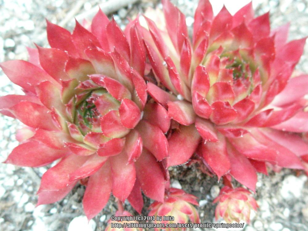 Photo of Hen and Chicks (Sempervivum 'Flasher') uploaded by springcolor