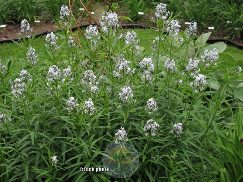 Photo of Willow Amsonia (Amsonia tabernaemontana) uploaded by Char