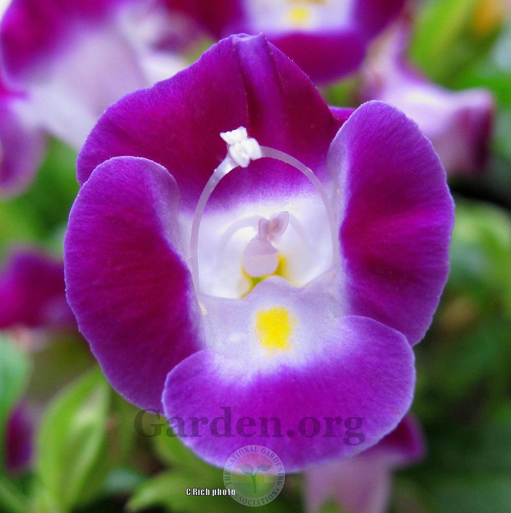 Photo of Wishbone Flower (Torenia Kauai™ Magenta) uploaded by Char