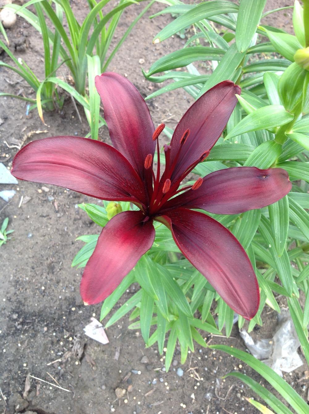 Photo of Lily (Lilium 'Dimension') uploaded by Lilydaydreamer