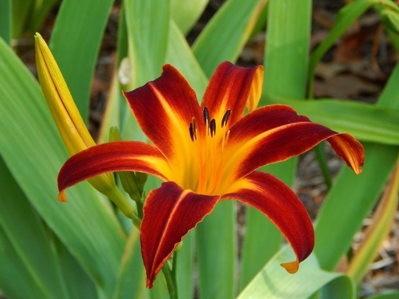 Photo of Daylily (Hemerocallis 'Marse Connell') uploaded by SheilaC