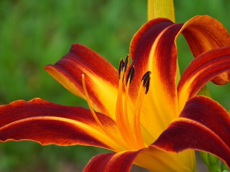 Photo of Daylily (Hemerocallis 'Marse Connell') uploaded by SheilaC