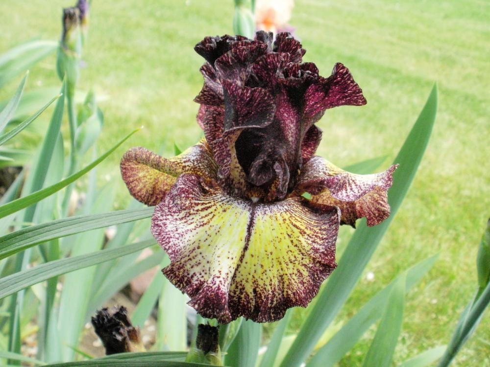 Photo of Tall Bearded Iris (Iris 'Sorbonne') uploaded by bramedog