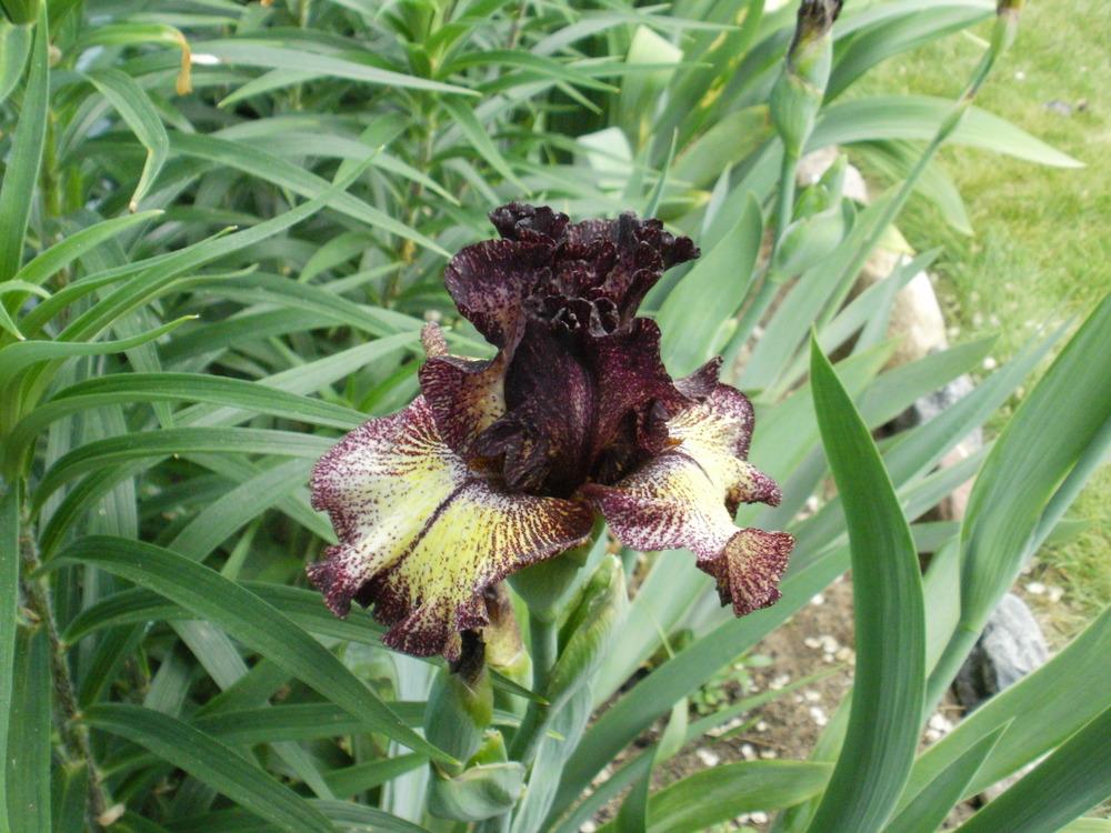 Photo of Tall Bearded Iris (Iris 'Sorbonne') uploaded by bramedog