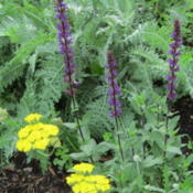 This yarrow is combined with salvia Caradonna