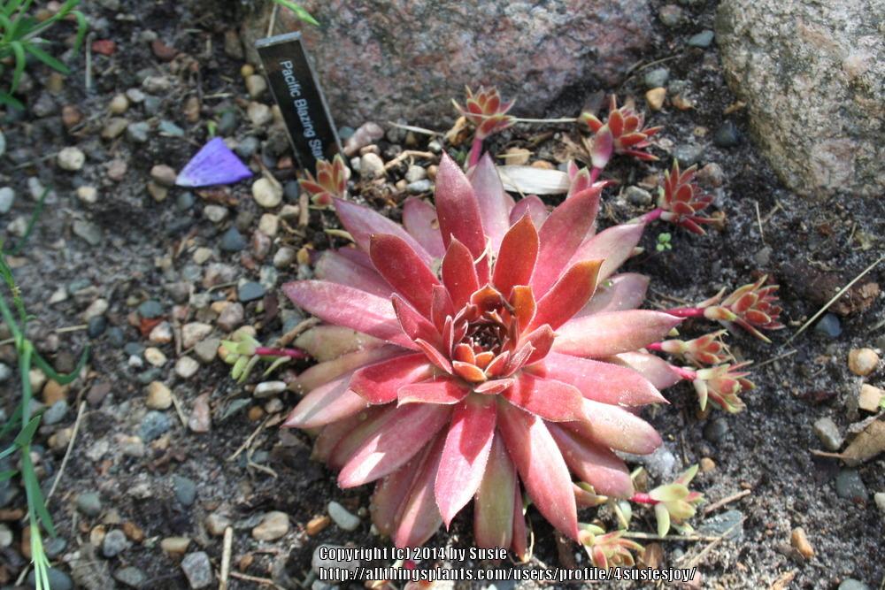 Photo of Hen and Chicks (Sempervivum 'Pacific Blazing Star') uploaded by 4susiesjoy