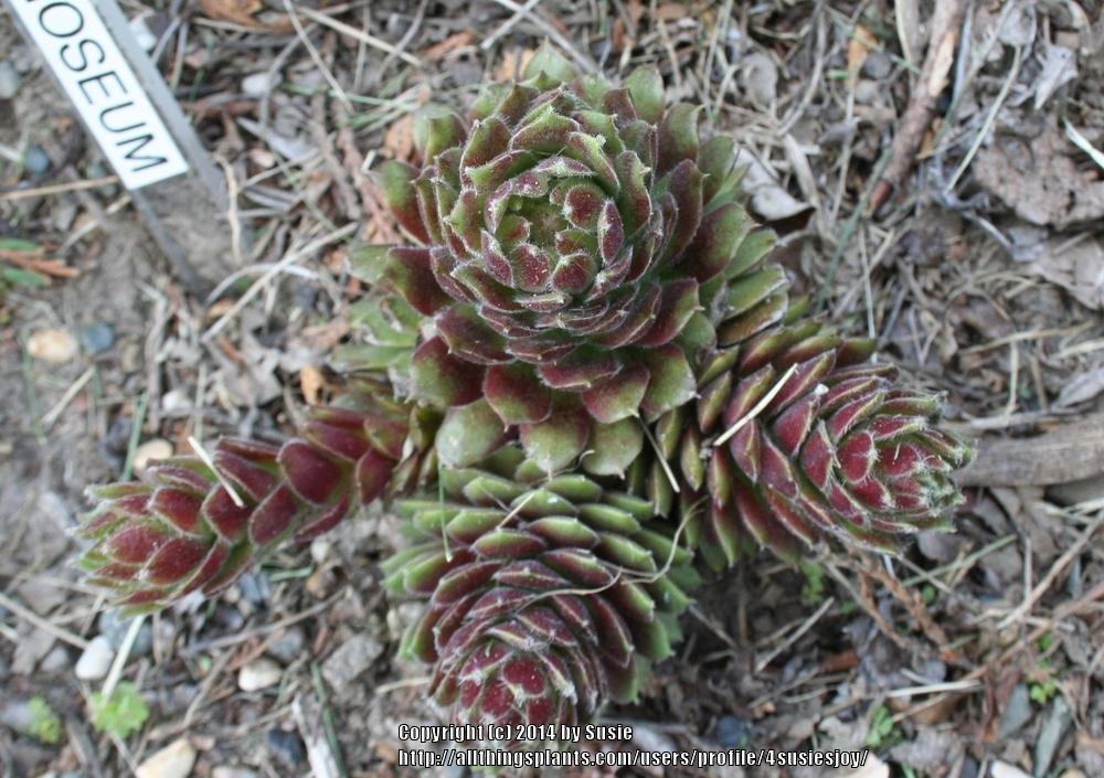Photo of Hen and Chicks (Sempervivum 'Pilioseum') uploaded by 4susiesjoy